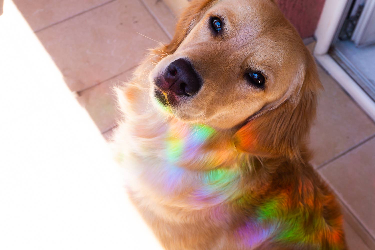 Villem Vikerkaare päikesepüüdja kleebis "Good Vibes Only" Creative Goodie