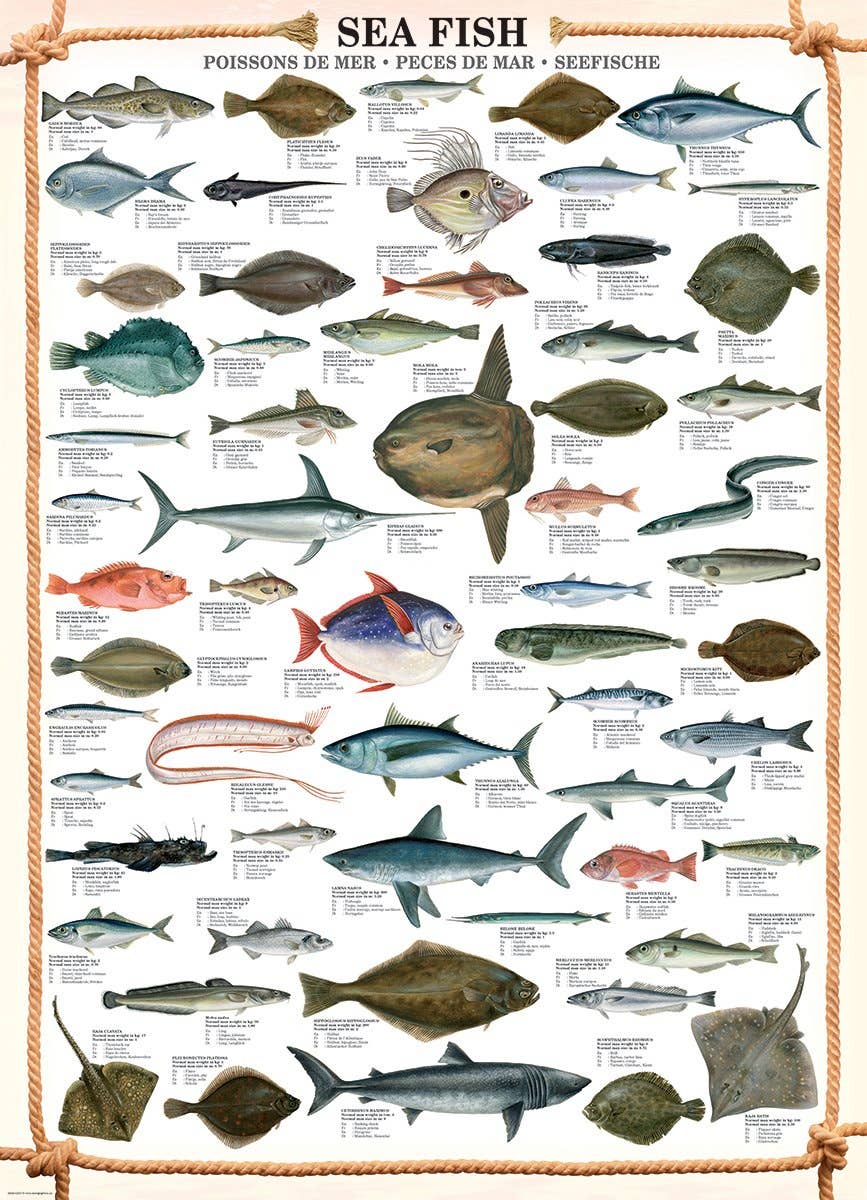 Villem Pusle Sea Fish 1000 tk Eurographics Puzzles Europe