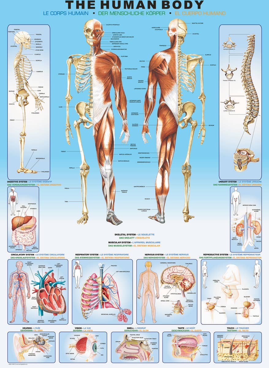 Villem Pusle The Human Body 1000 tk Eurographics Puzzles Europe