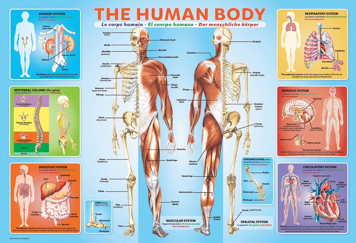 Villem Pusle The Human Body #2 200 tk Eurographics Puzzles Europe