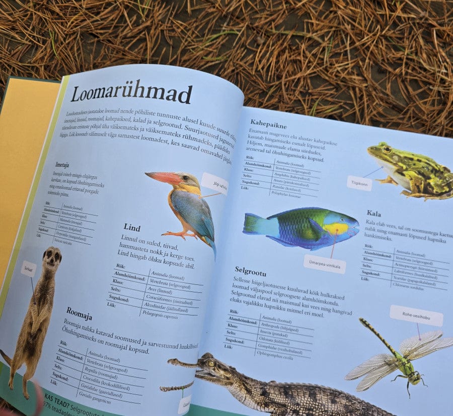 Villem Loomaentsüklopeedia Koolibri